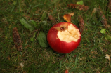 苹果属于哪个科？水果分类及其特点